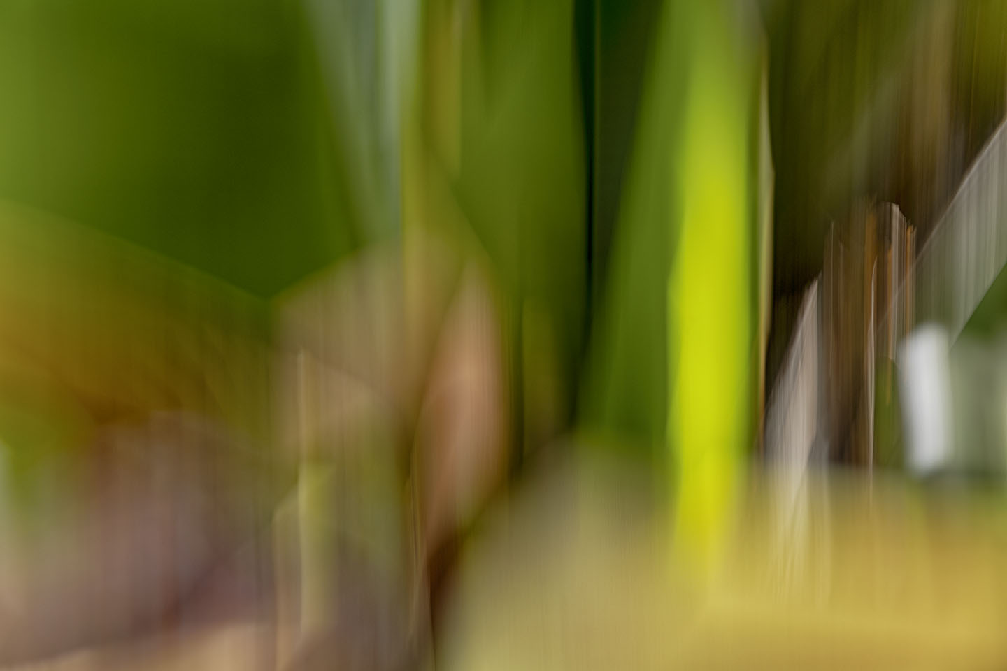 Blattwerk Bananenbaum